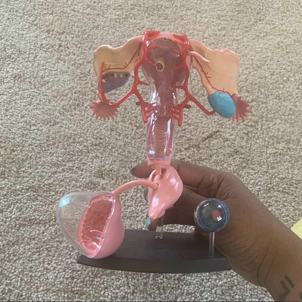 Human Anatomy Reproductive System Model - Picture 3 of 4